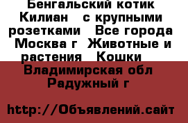 Бенгальский котик Килиан , с крупными розетками - Все города, Москва г. Животные и растения » Кошки   . Владимирская обл.,Радужный г.